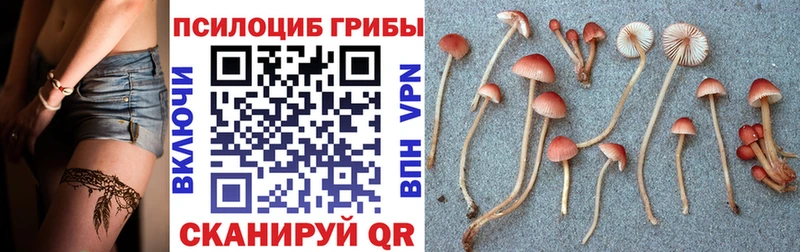 Псилоцибиновые грибы Psilocybe  как найти закладки  Искитим 